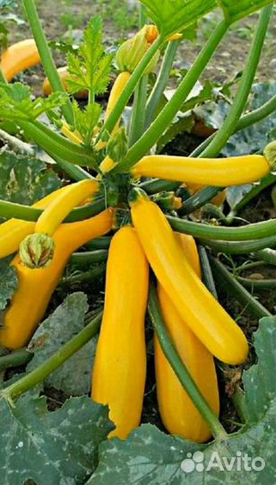 Рассада огурцов