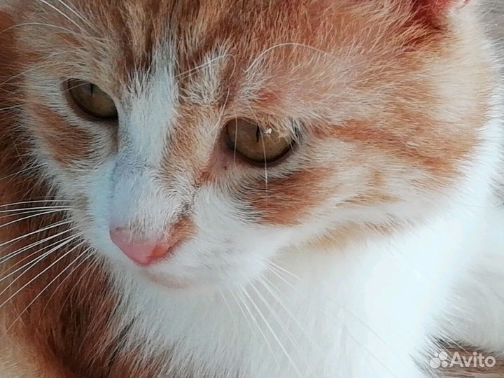 Спокойный молодой котик