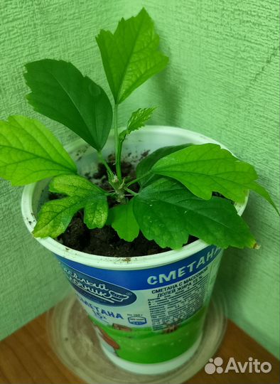 Роза китайская