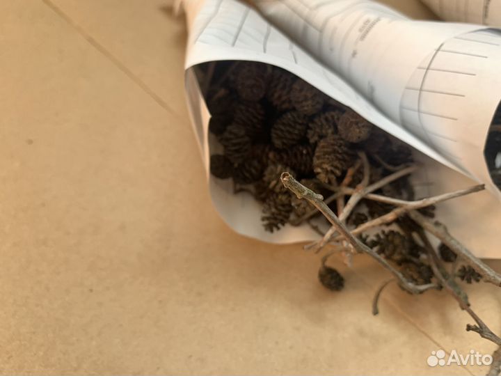 Ольховые шишки Маленькие шишечки ольхи