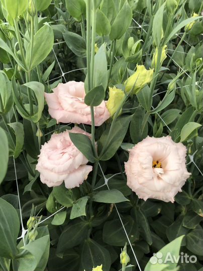 Срез эустомы