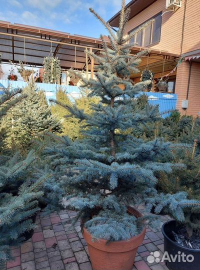 Ель 2.5м