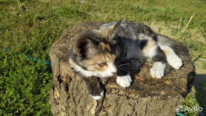 Котята мышеловы