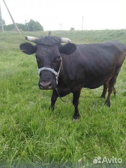 Корова. Стельная