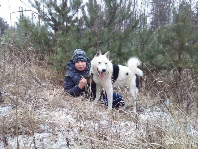 санкт петербург лайка