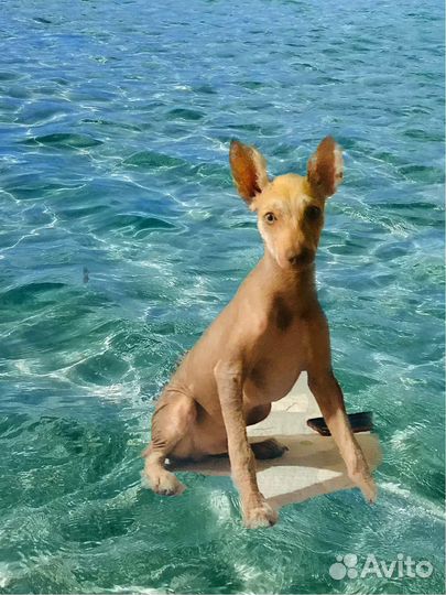 Щенки ксолоитцкуинтли