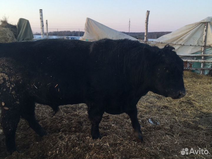 Абердин ангус бык производитель вес 550 кг