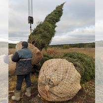 Крупномеры Ель Оптом. Питомник