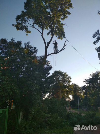 Спил деревьев валка деревьев