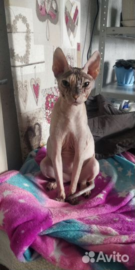 Кошка сфинкс бесплатно