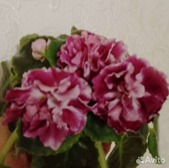 Фиалки сортовые цветущие