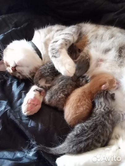 Кошка в дар бесплатно