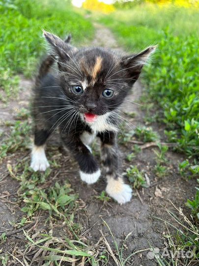 Котята 1.5 месяца