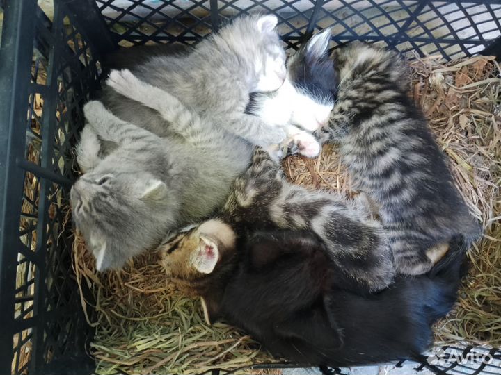 Котята в добрые ручки (бесплатно)