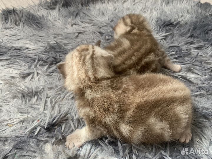 Продам шотландских вислоухих котят