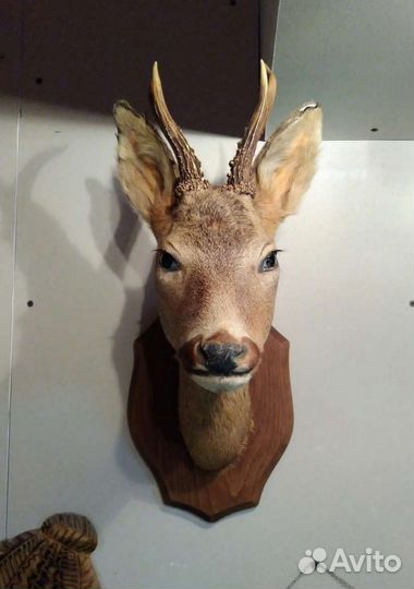 Чучело голова косули Франция