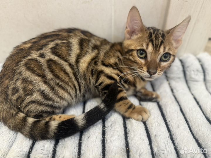 Бенгальские котята с документами