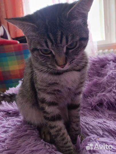 Кошка в дар