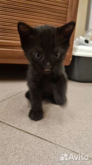 Котенок в добрые руки