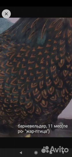 Инкубационное яйцо