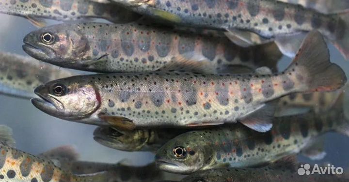 Малек форели, для зарыбления узв и прудов