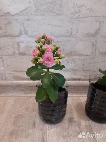 Каланхоэ цветущий