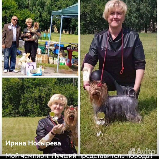 Йоркширский терьер