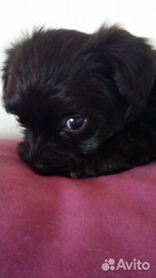 Мальчик йорк