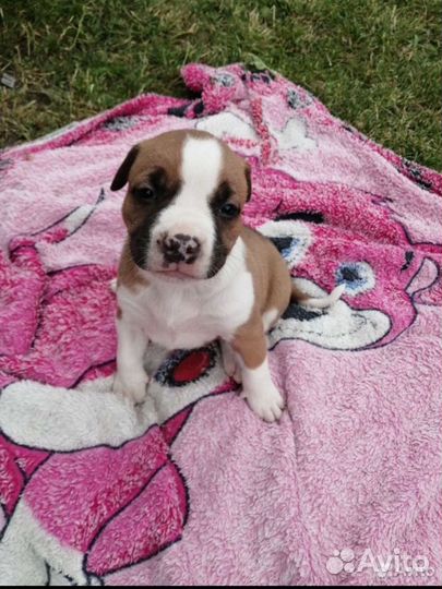 Стаффордширский терьер вязка