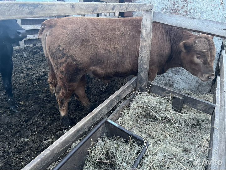 Бык на племя