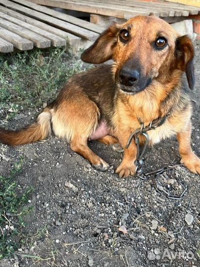 Щенок двортерьер