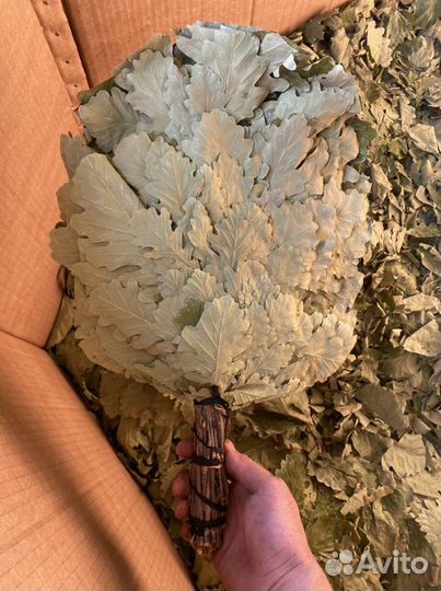 Веники банные. Березовые, дубовые, эвкалиптовые