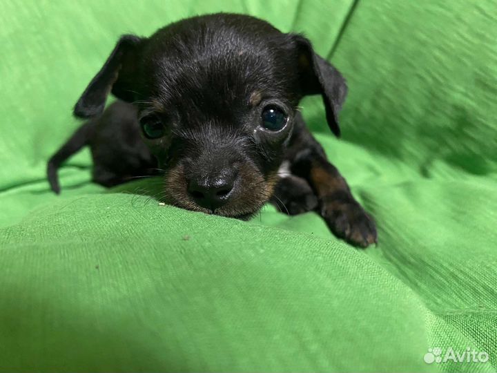 Той-терьер щенки