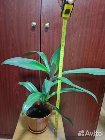 Традесканция рео