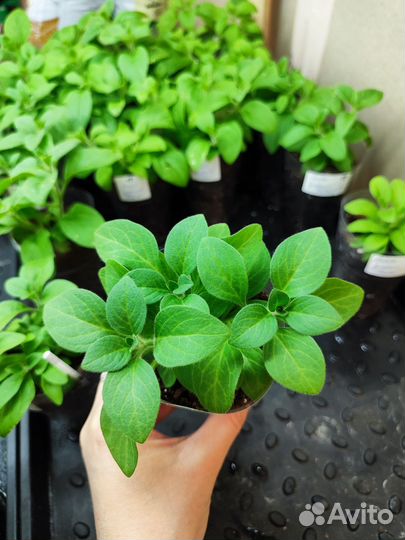 Петуния Опера