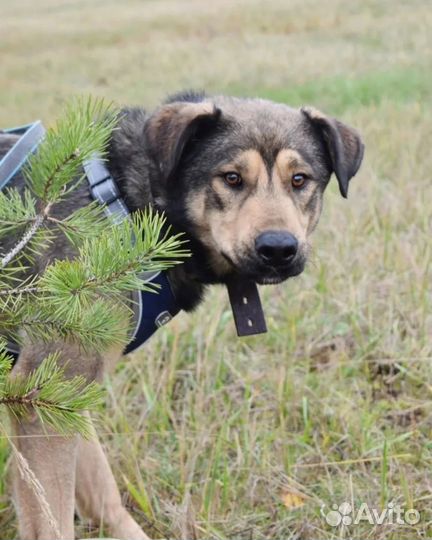 Собака в добрые руки