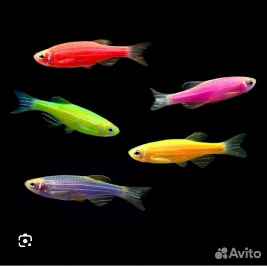 Аквариумные рыбки и растения