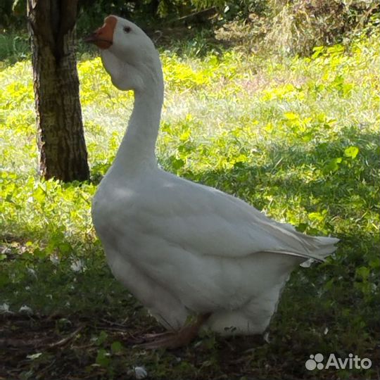 Холмогоры гуси