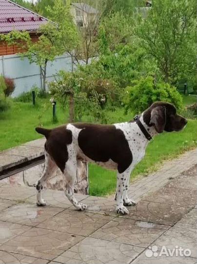 Спаниель на вязку