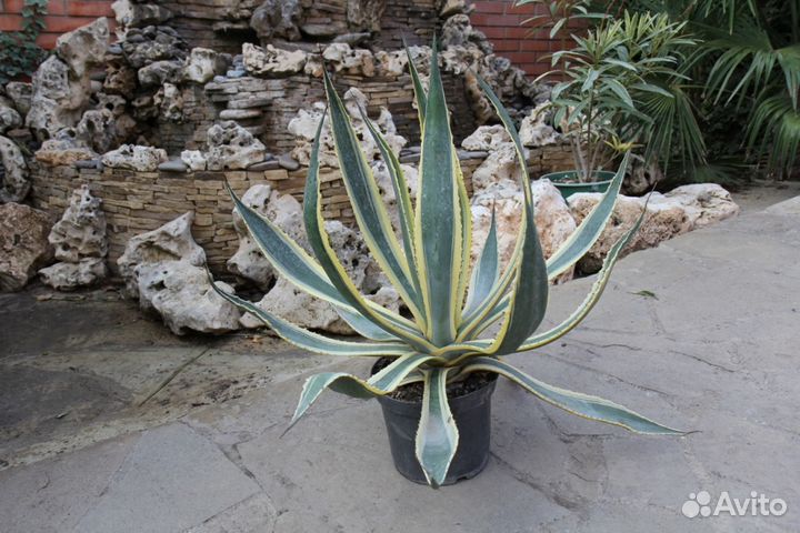 Растения для вашего сада и озеленения помещений