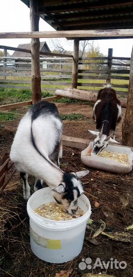 Козы дойные