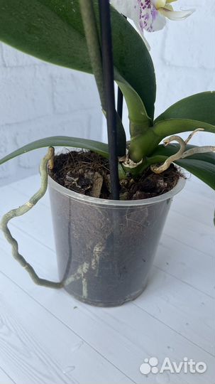 Орхидея Anmio gentleman