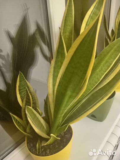 Сансевиерия