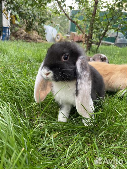 Кролик (чистокровный французский баран)