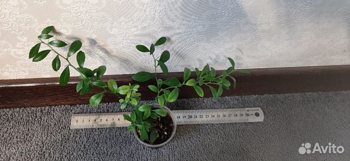 Микроцитрус Австралийский Кровавый лайм