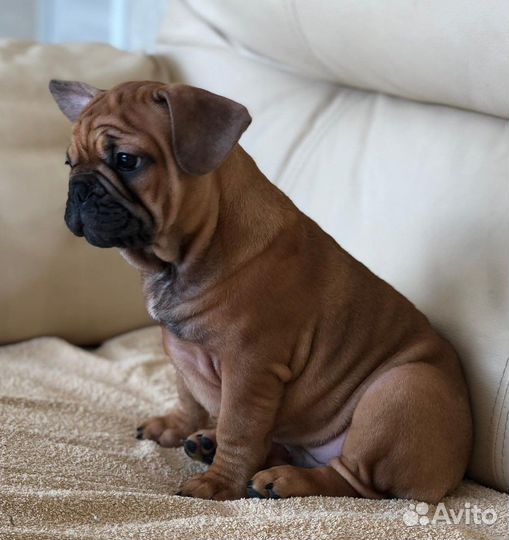 Французский бульдог щенки РКФ