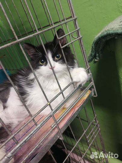 Котенок в добрые руки
