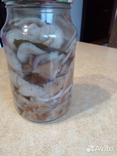 Грибы опята