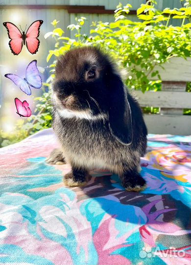 Декоративный кролик минилоп