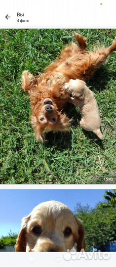 Щенок Спаниеля